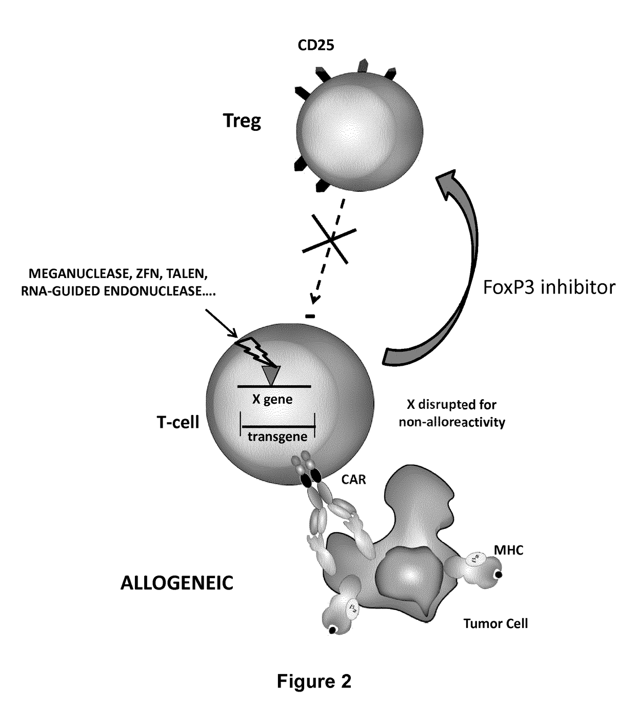 Method for in situ inhibition of regulatory t cells