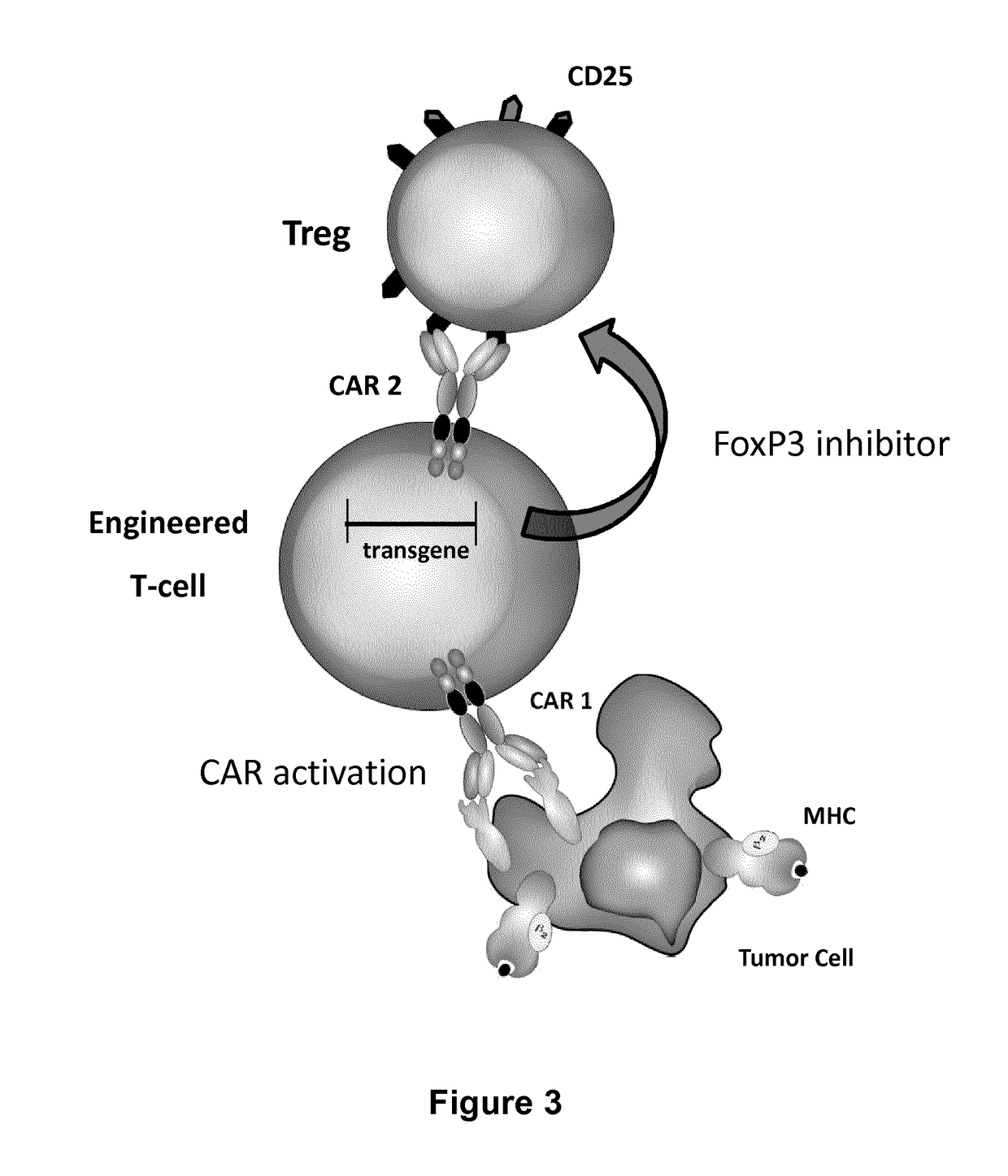 Method for in situ inhibition of regulatory t cells