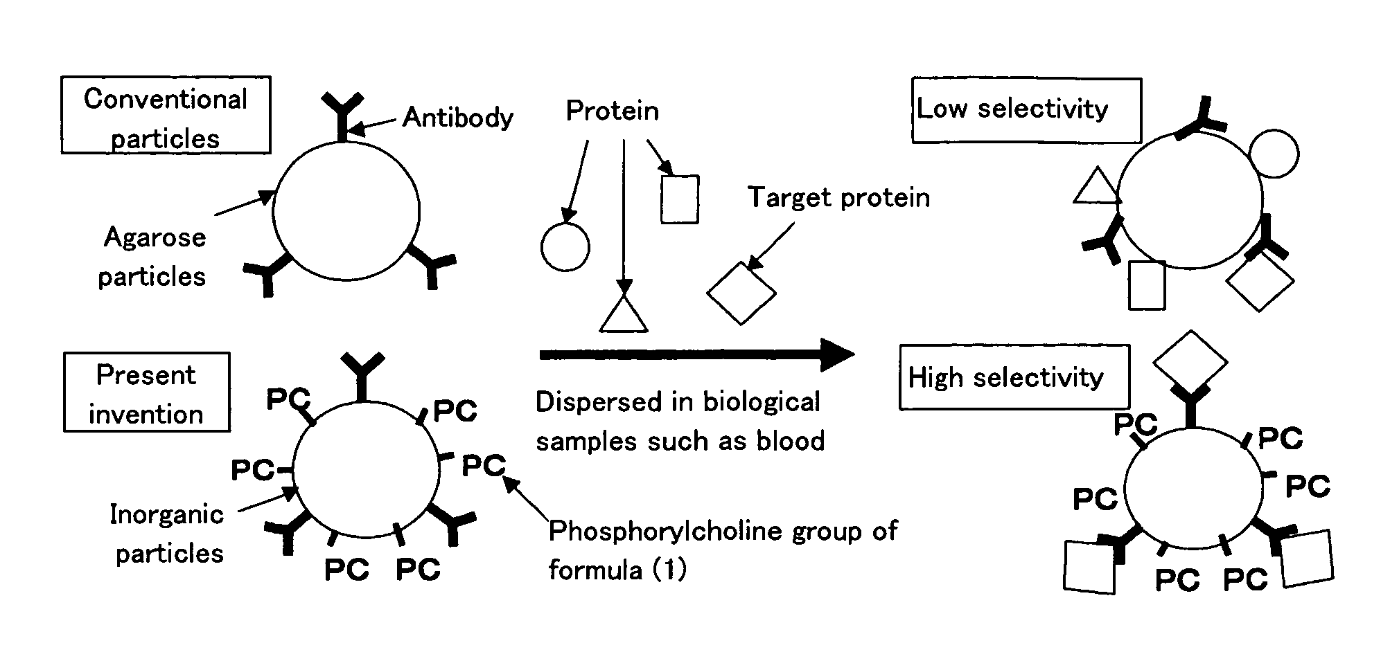 Affinity particle and affinity separation method