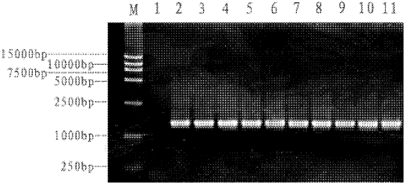 Gene detecting film strip for multiple bacteria and primer thereof