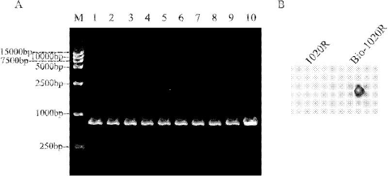 Gene detecting film strip for multiple bacteria and primer thereof