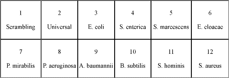 Gene detecting film strip for multiple bacteria and primer thereof