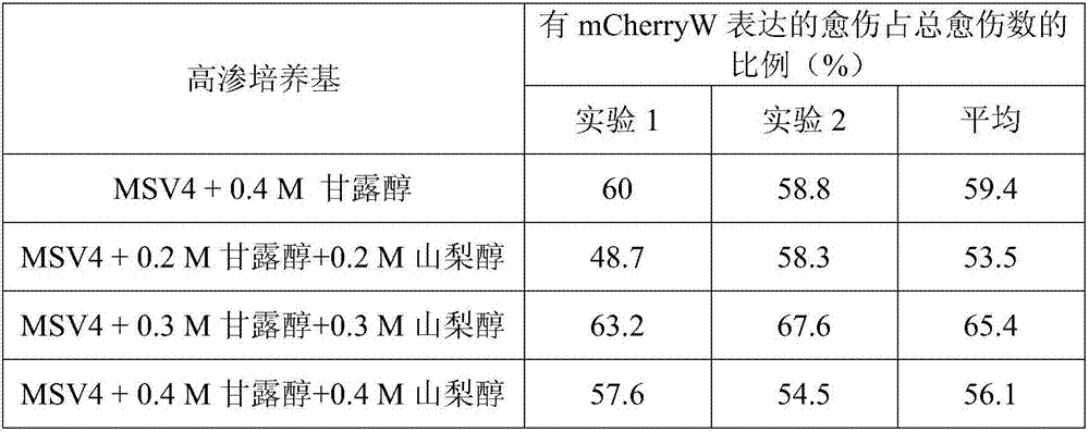 Method and medium formula for improving gene gun transient transformation efficiency of young wheat embryo