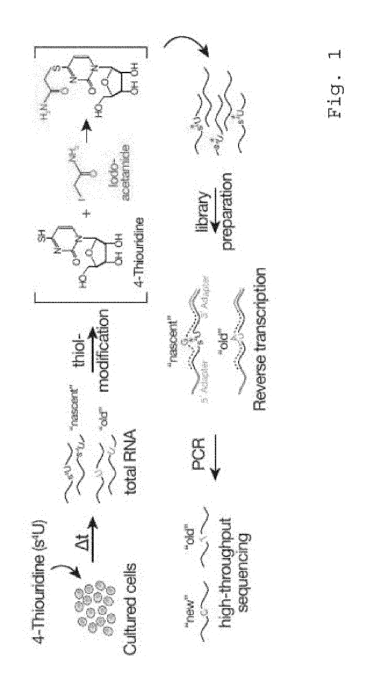 Nucleic acid modification and identification method