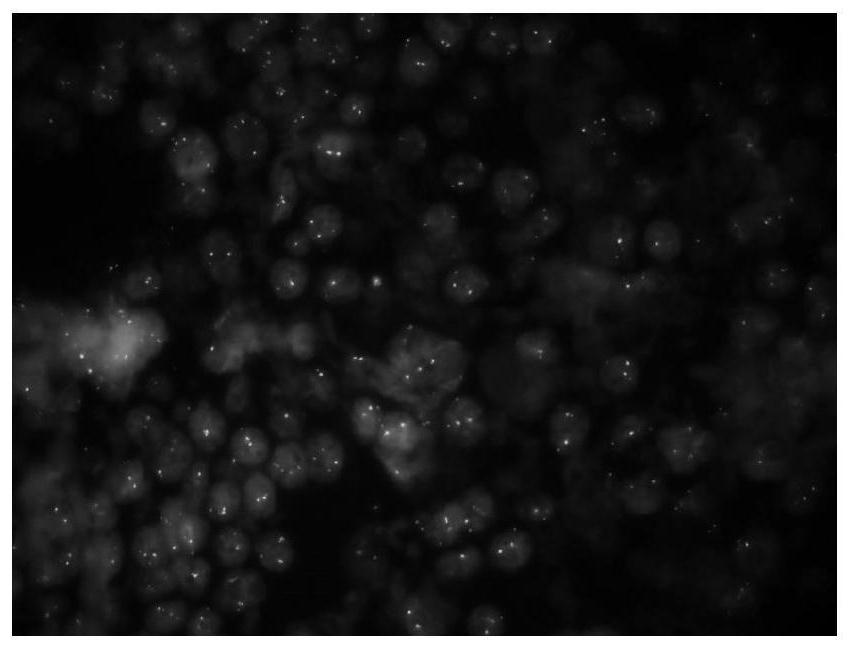 Environment-friendly dewaxing transparent reagent as well as preparation method and application thereof