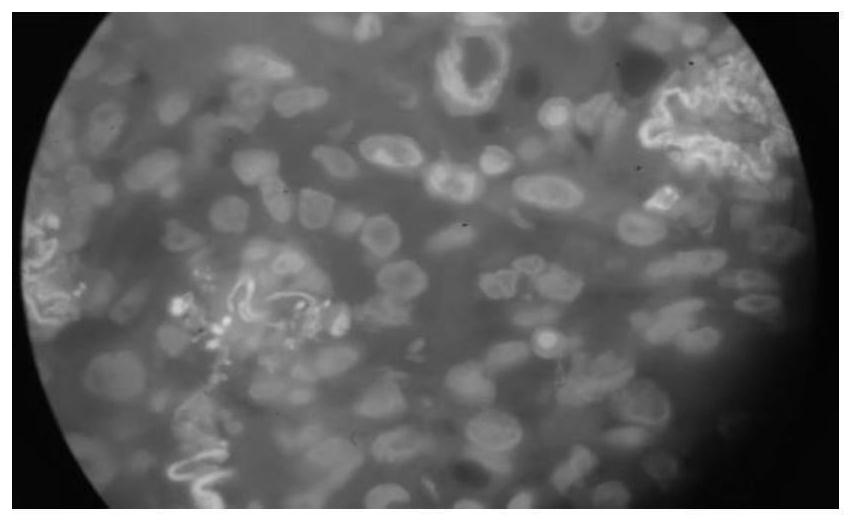 Environment-friendly dewaxing transparent reagent as well as preparation method and application thereof