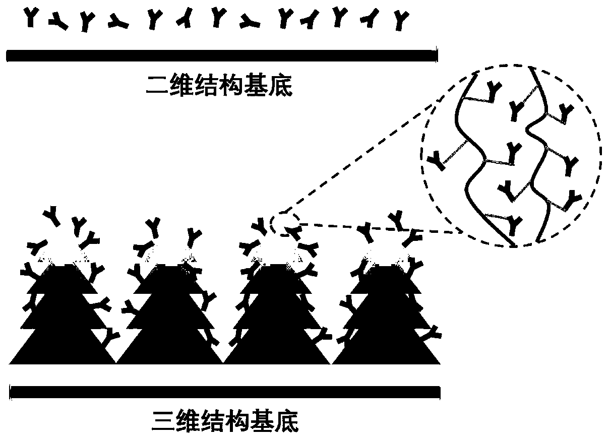 Three-dimensional biological detection system based on fluorescent quantum dots, and preparation method and application thereof