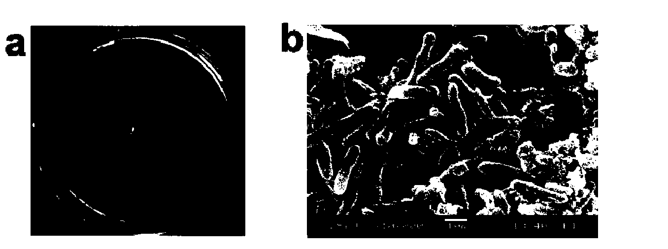 Paenibacillussp and breeding method thereof as well as beta-glucanase produced from paenibacillussp and method for producing beta-glucanase