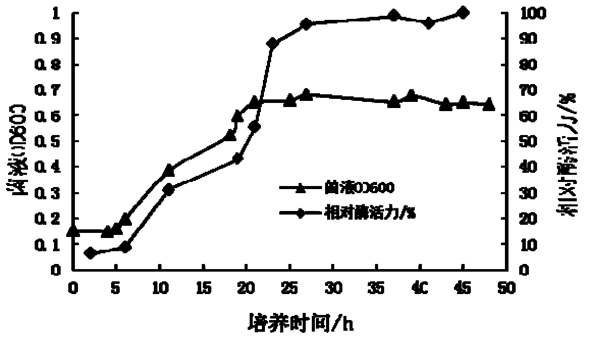 Paenibacillussp and breeding method thereof as well as beta-glucanase produced from paenibacillussp and method for producing beta-glucanase