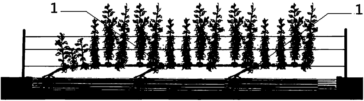 Efficient sweet cherry fence type grafting and symbiotic cultivation technology and application thereof