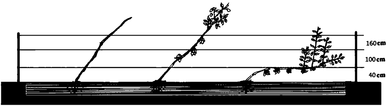 Efficient sweet cherry fence type grafting and symbiotic cultivation technology and application thereof