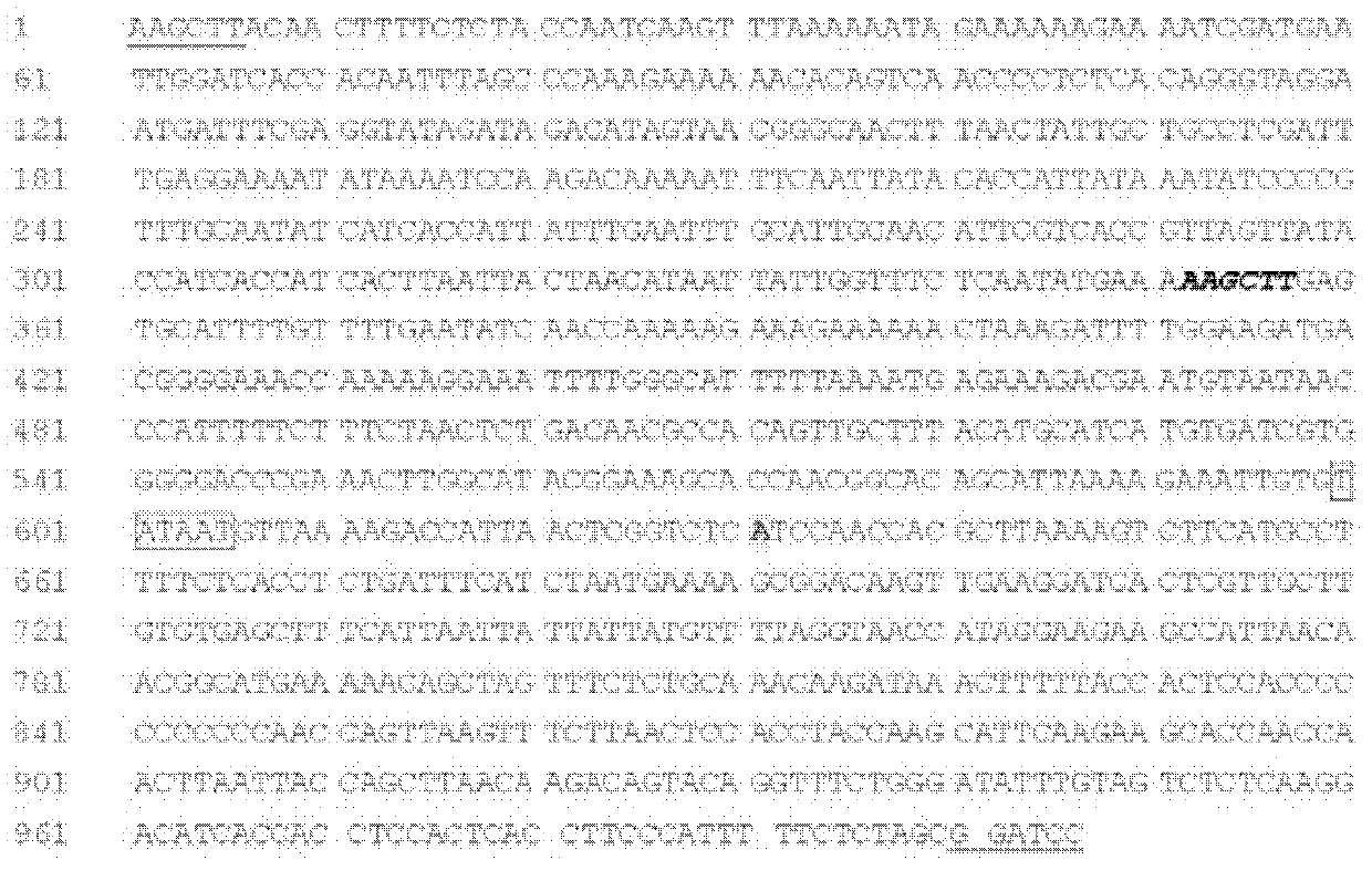 Plant stomata specific promoter and application thereof