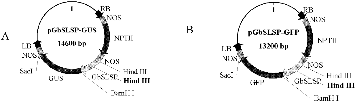 Plant stomata specific promoter and application thereof