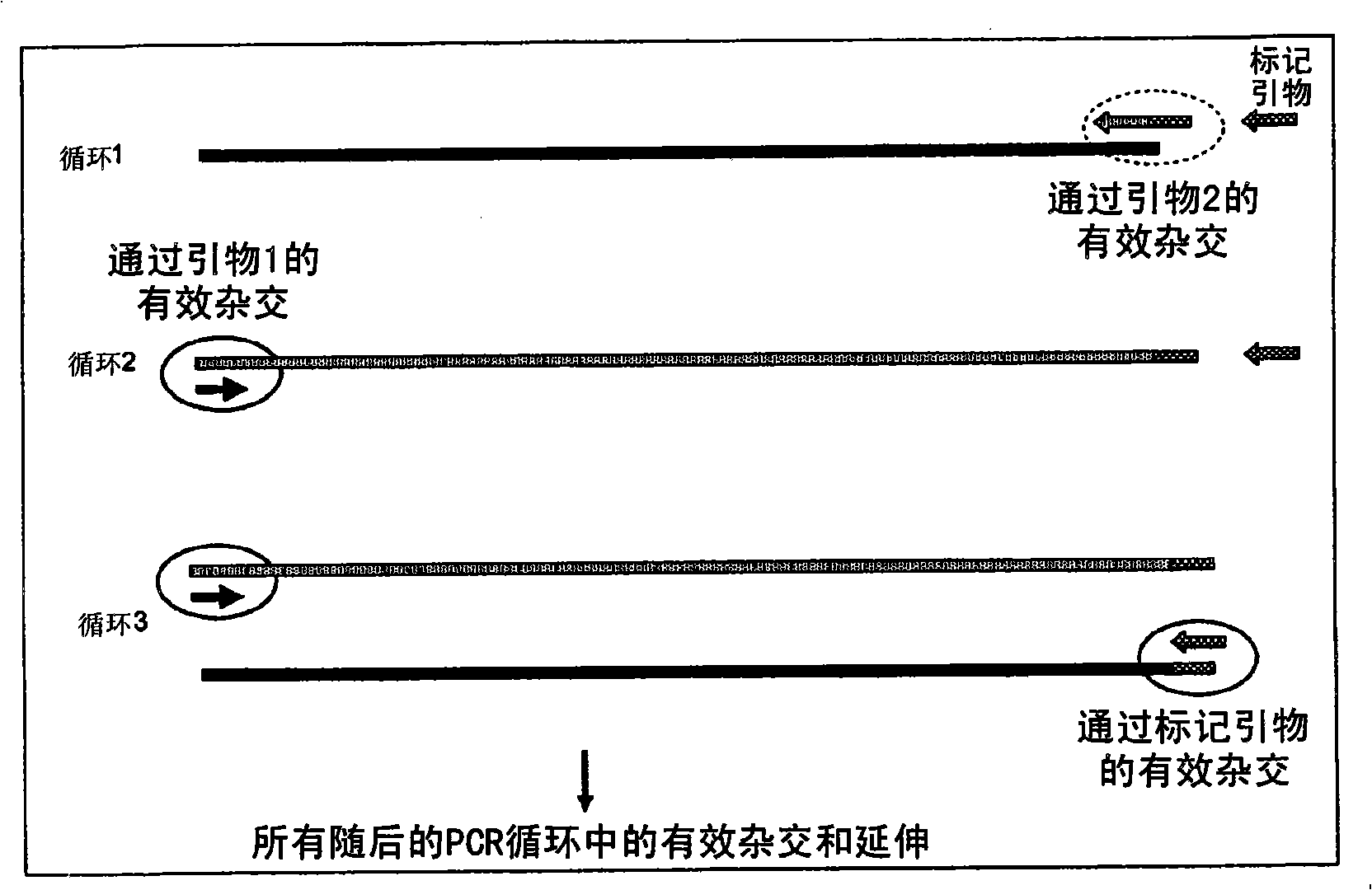 A method of DNA amplification