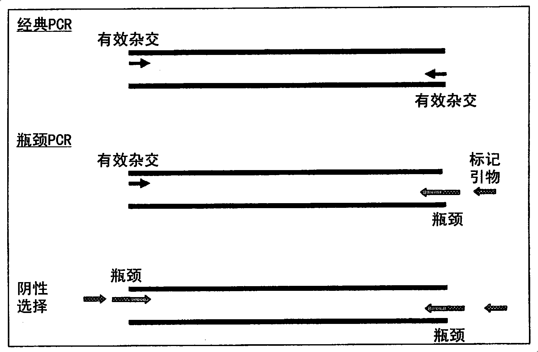 A method of DNA amplification