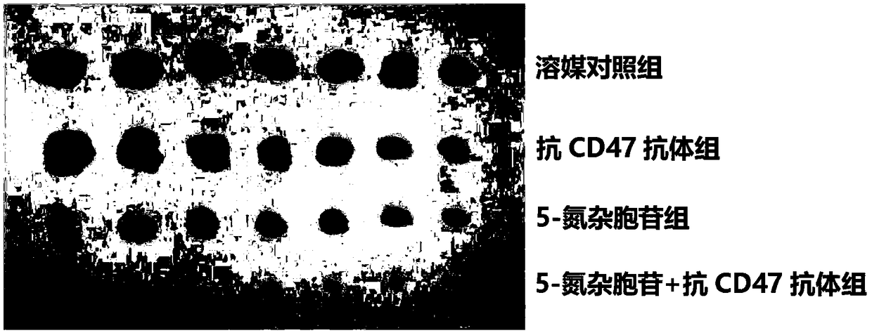 Medical application of DNA methyltransferase inhibitor in combination with anti-CD47 antibody for preparing antineoplastic drugs