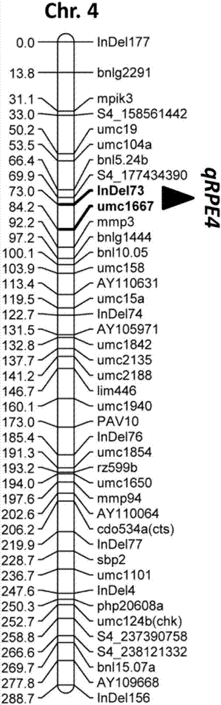 Main-effect QTL molecular marker of corn No.4 chromosome head row number, method for assistant selection of multi-row corn and application of main-effect QTL molecular marker