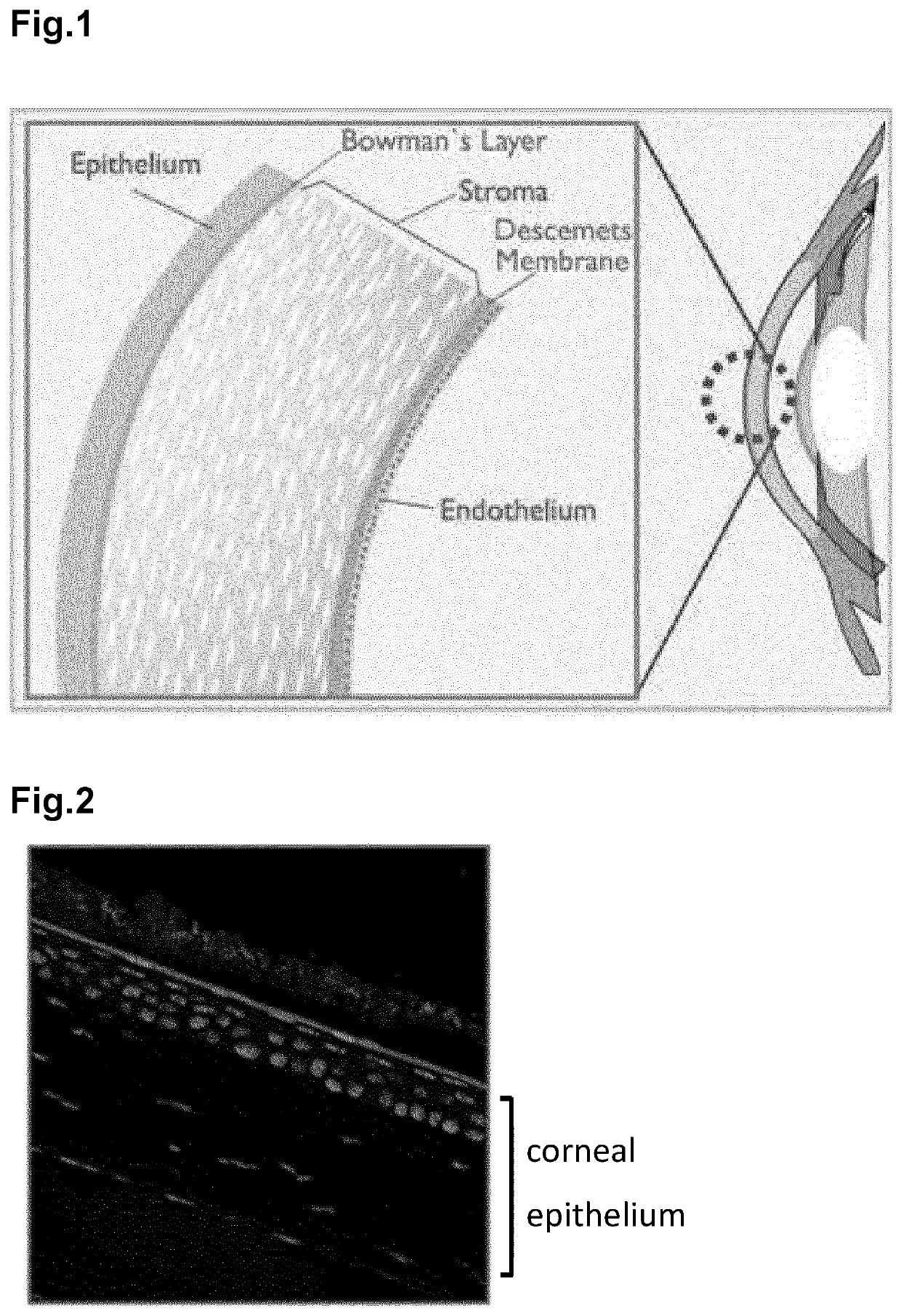 Opthalmic compositions comprising viscosifying polymers and nucleic acids