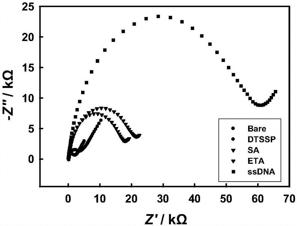 Magnetic separation-signal amplification integrated chloramphenicol detection biosensor and method