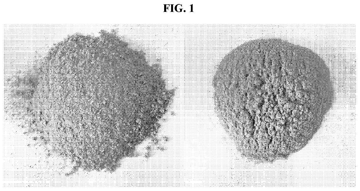 Method for long-term storage of chlorophyll-containing extract