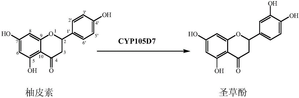 Method for obtaining eriodictyol by biologically transforming naringenin