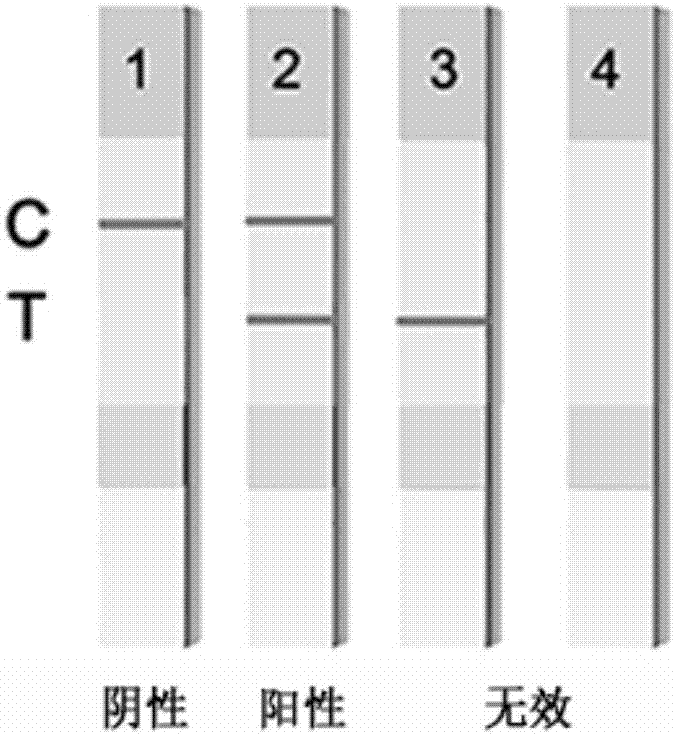 Colloidal gold quenching quantum dot immunochromatographic test strip for detecting zearalenone and preparation method of test strip