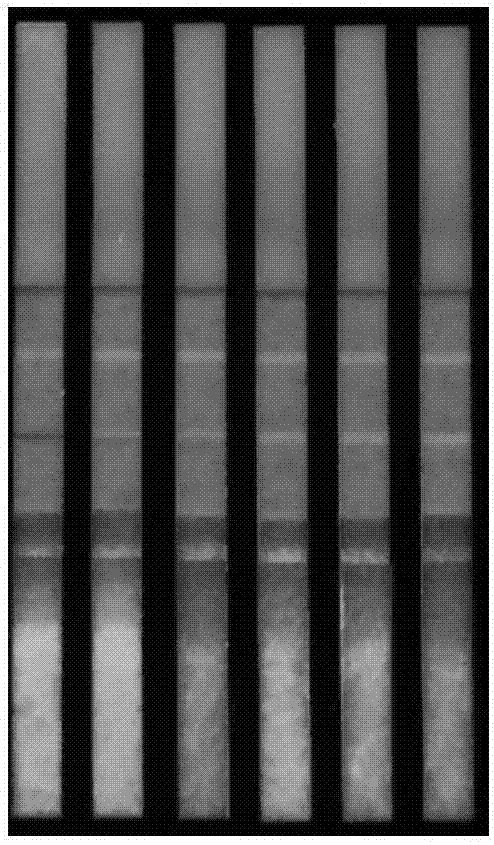 Colloidal gold quenching quantum dot immunochromatographic test strip for detecting zearalenone and preparation method of test strip