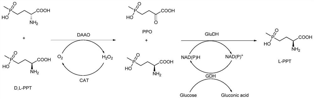 A method for preparing l-glufosinate-ammonium by deracemization by biological enzymatic method, glufosinate-ammonium dehydrogenase mutant and application