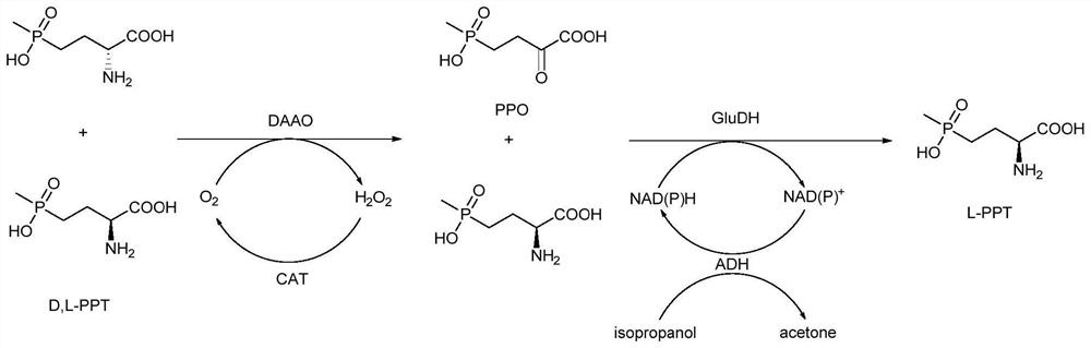 A method for preparing l-glufosinate-ammonium by deracemization by biological enzymatic method, glufosinate-ammonium dehydrogenase mutant and application