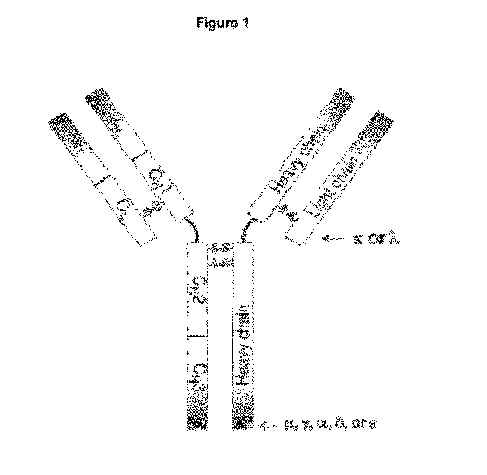 Human Antibodies Cross-Reacting With A Bacterial And A Self Antigen From Atherosclerotic Plaques