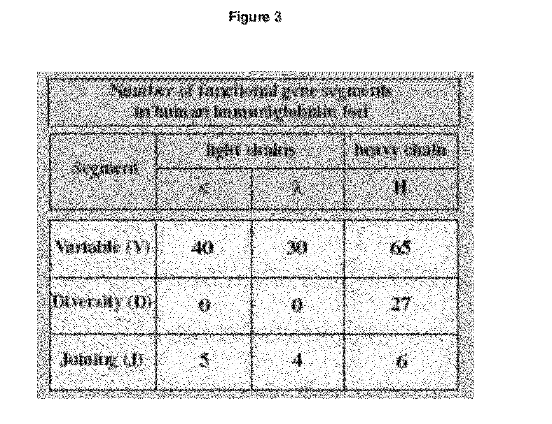 Human Antibodies Cross-Reacting With A Bacterial And A Self Antigen From Atherosclerotic Plaques