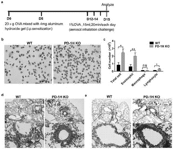 Application of PD-1H agonists to asthma treatment