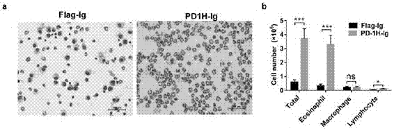 Application of PD-1H agonists to asthma treatment