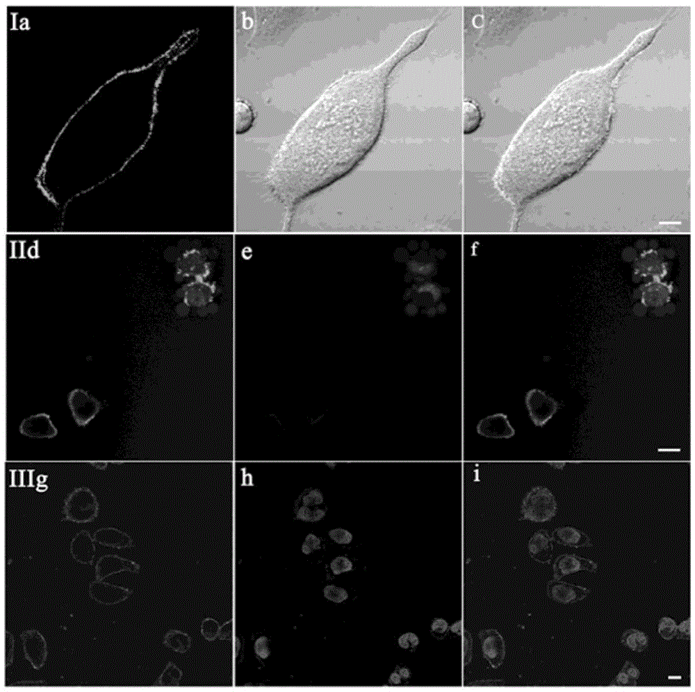 Two-photon deep red emission fluorescent probe for imaging cell membranes in tissues based on molecular rotors