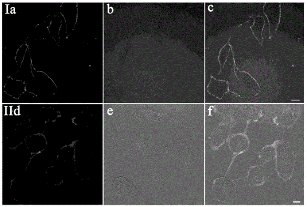 Two-photon deep red emission fluorescent probe for imaging cell membranes in tissues based on molecular rotors