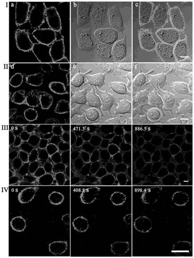 Two-photon deep red emission fluorescent probe for imaging cell membranes in tissues based on molecular rotors