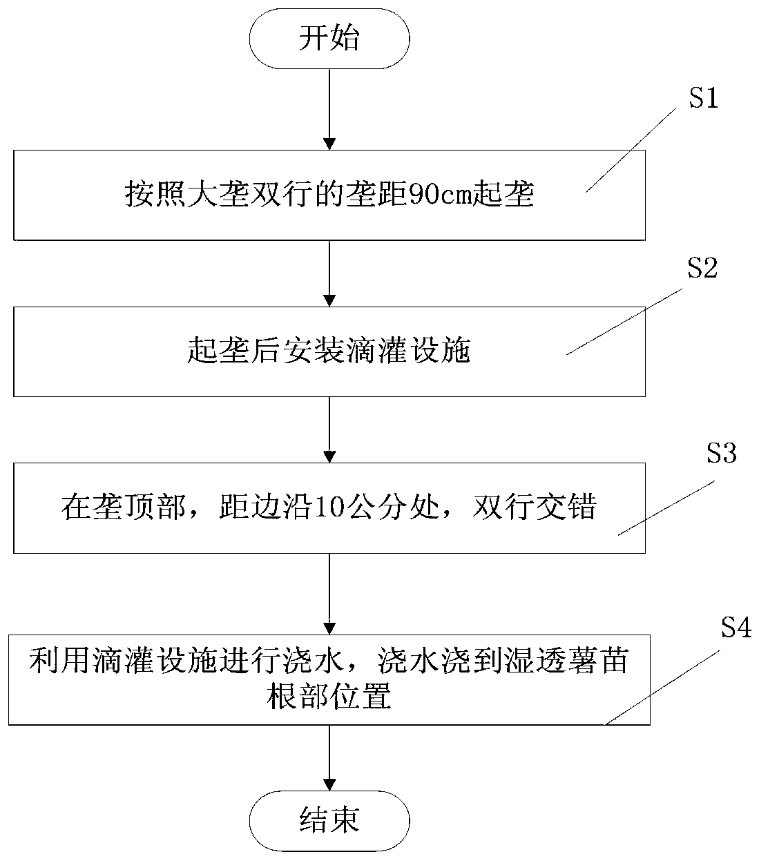 Large-ridge double-row standardized sweet potato cultivation method