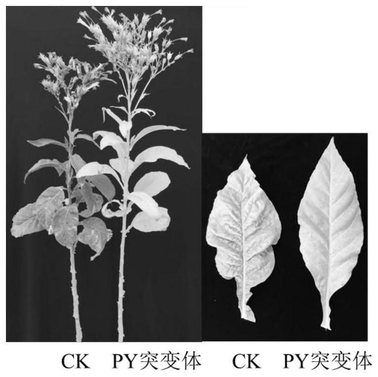 SNP marker molecule related to concentrated yellowing characters in tobacco mature period and application of SNP marker molecule