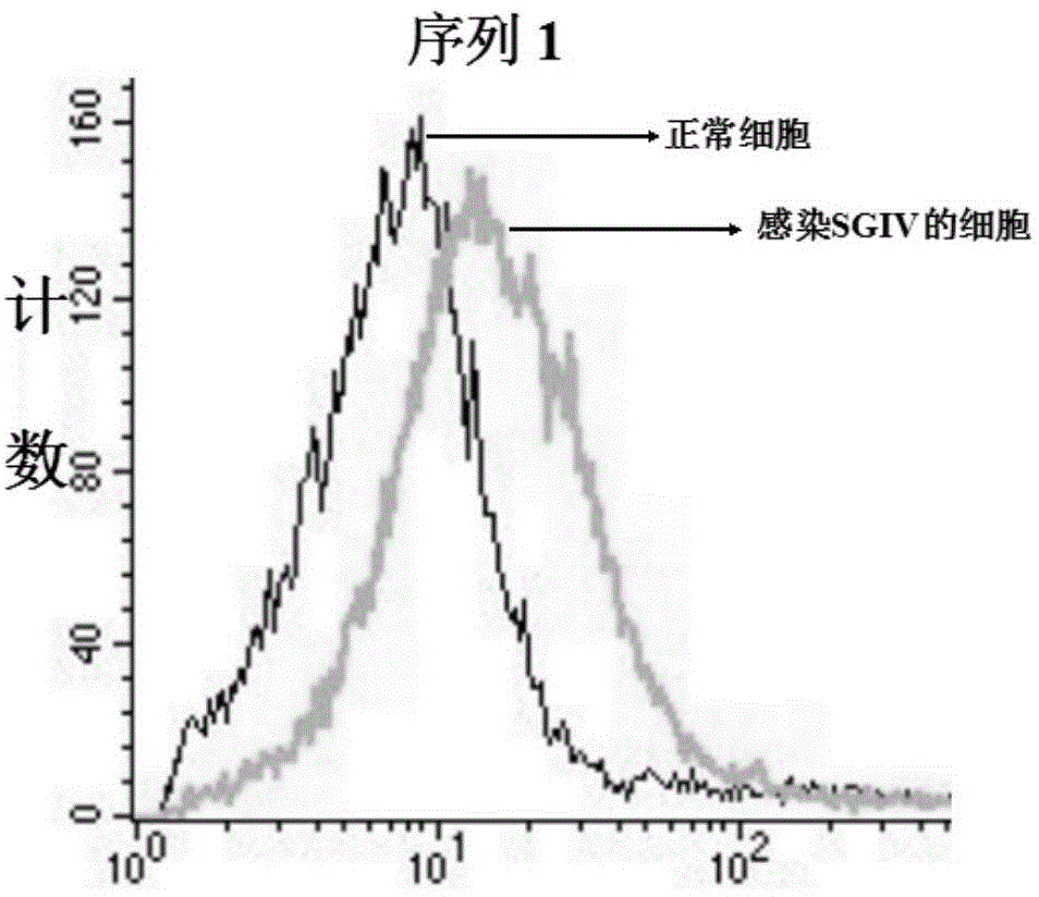 DNA (Deoxyribose Nucleic Acid) aptamer for detecting grouper iridovirus infection, as well as screening method and application of DNA aptamer