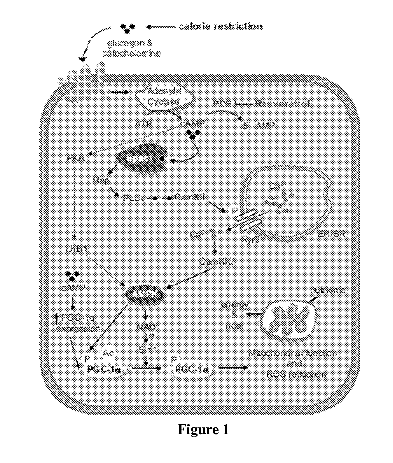 Compositions and methods for increasing energy metabolism