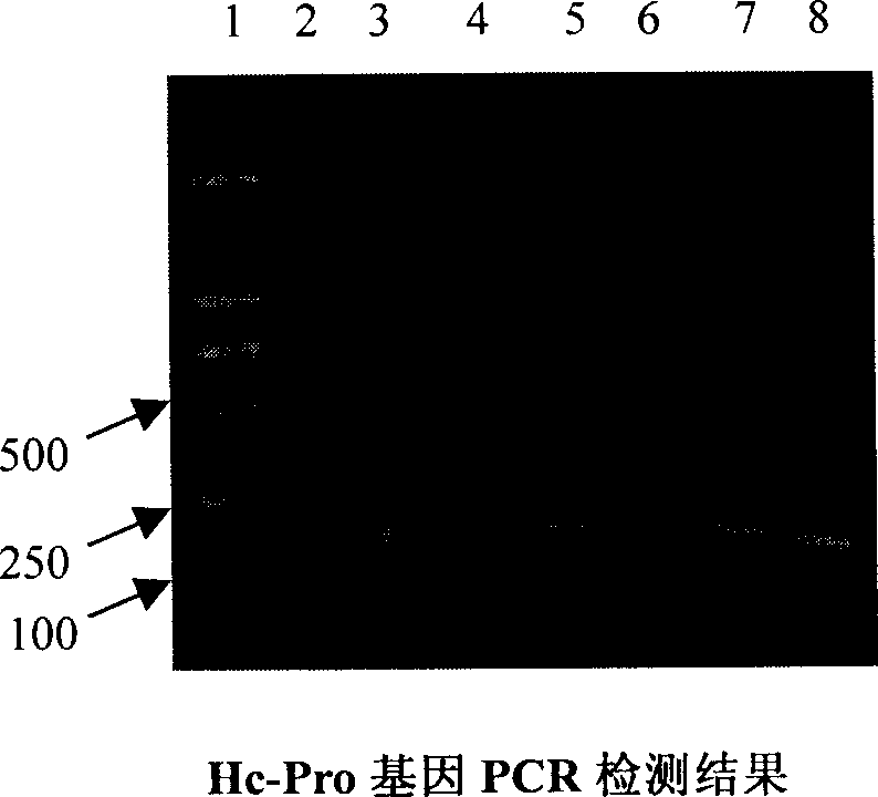 Method for transferring Sichuan pickle using TuMV Hc-Pro resistant gene