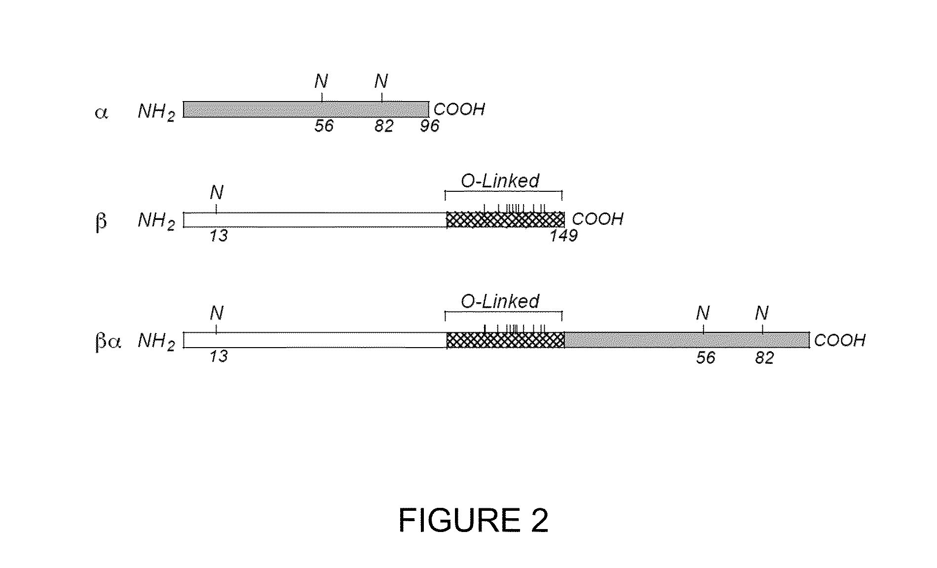 Activity of recombinant equine follicle stimulating hormone