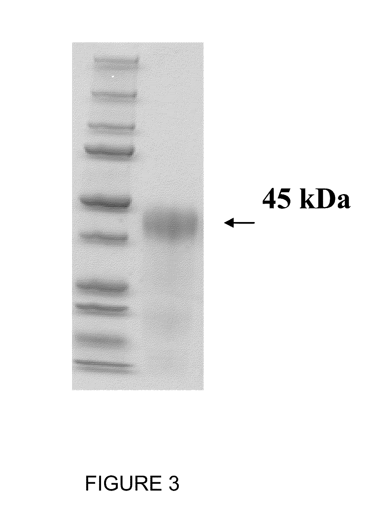 Activity of recombinant equine follicle stimulating hormone