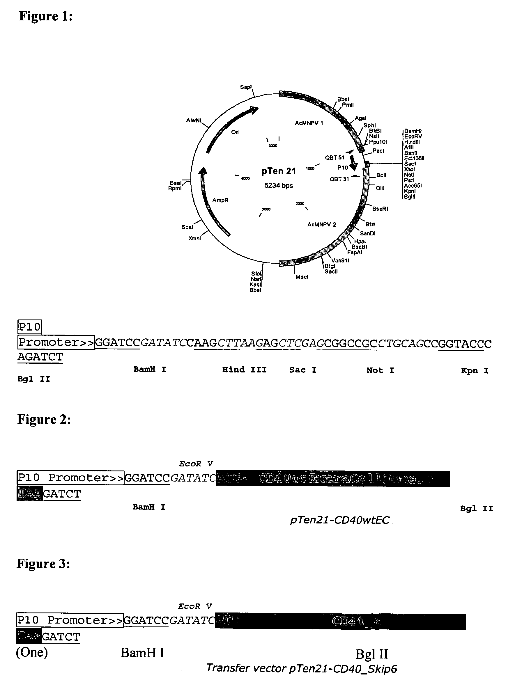 CD40 splice variants and their uses