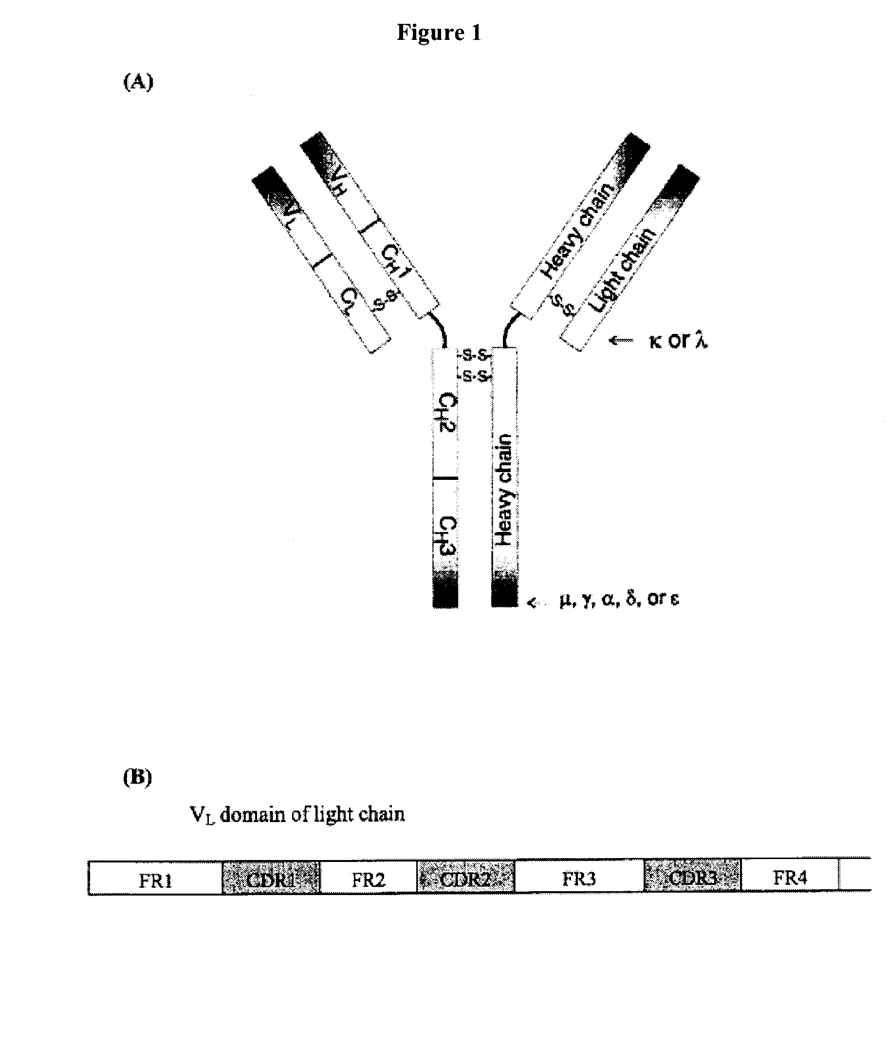 Prevention of aggregation of immunoglobulin light or heavy chains