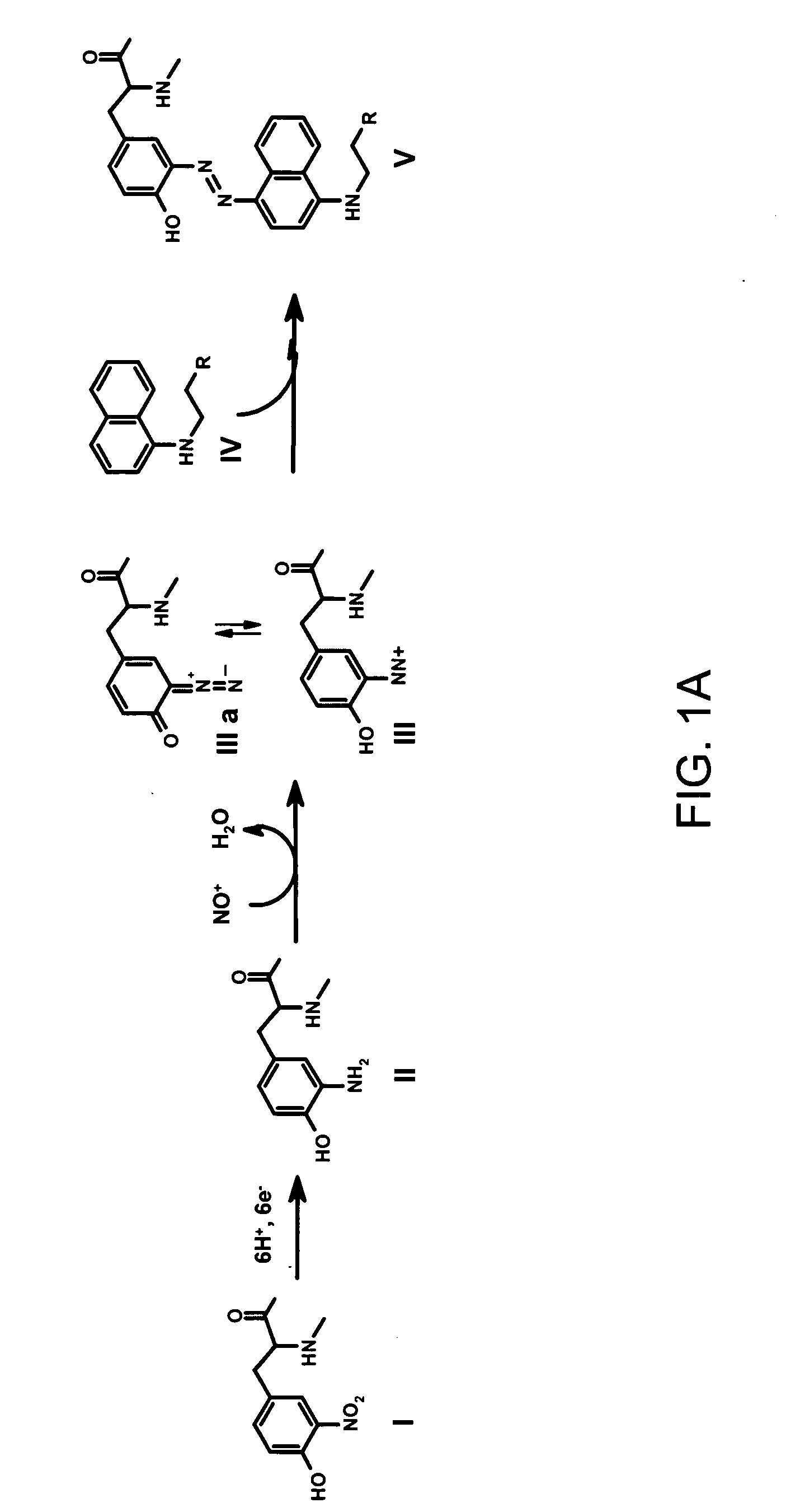 Methods of detecting nitrotyrosine and aminotyrosine residues of peptides and proteins