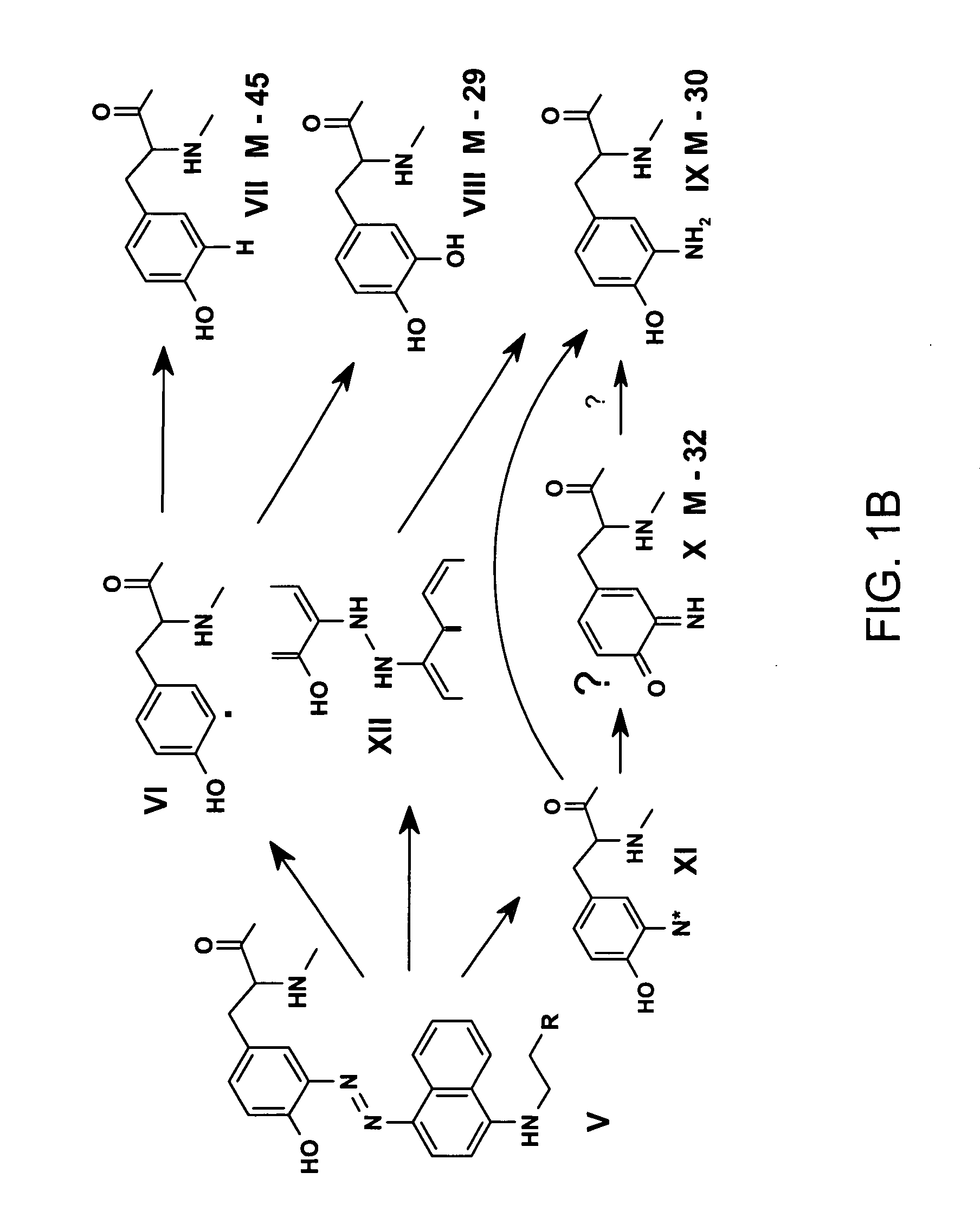 Methods of detecting nitrotyrosine and aminotyrosine residues of peptides and proteins