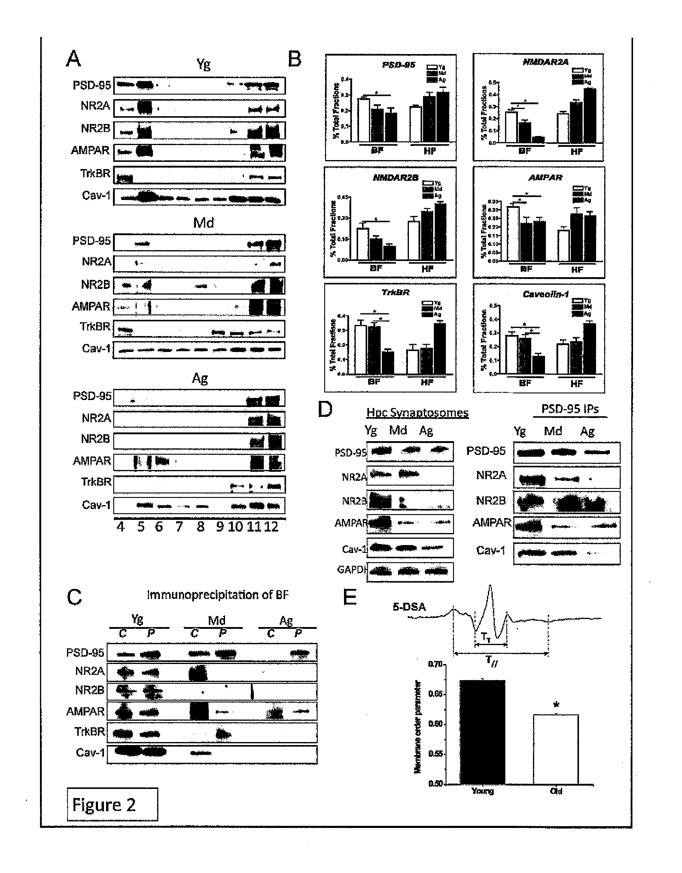 Neuronal specific targeting of caveolin expression to restore synaptic signaling and improve cognitive function in the neurodegenerative brain and motor function in spinal cord