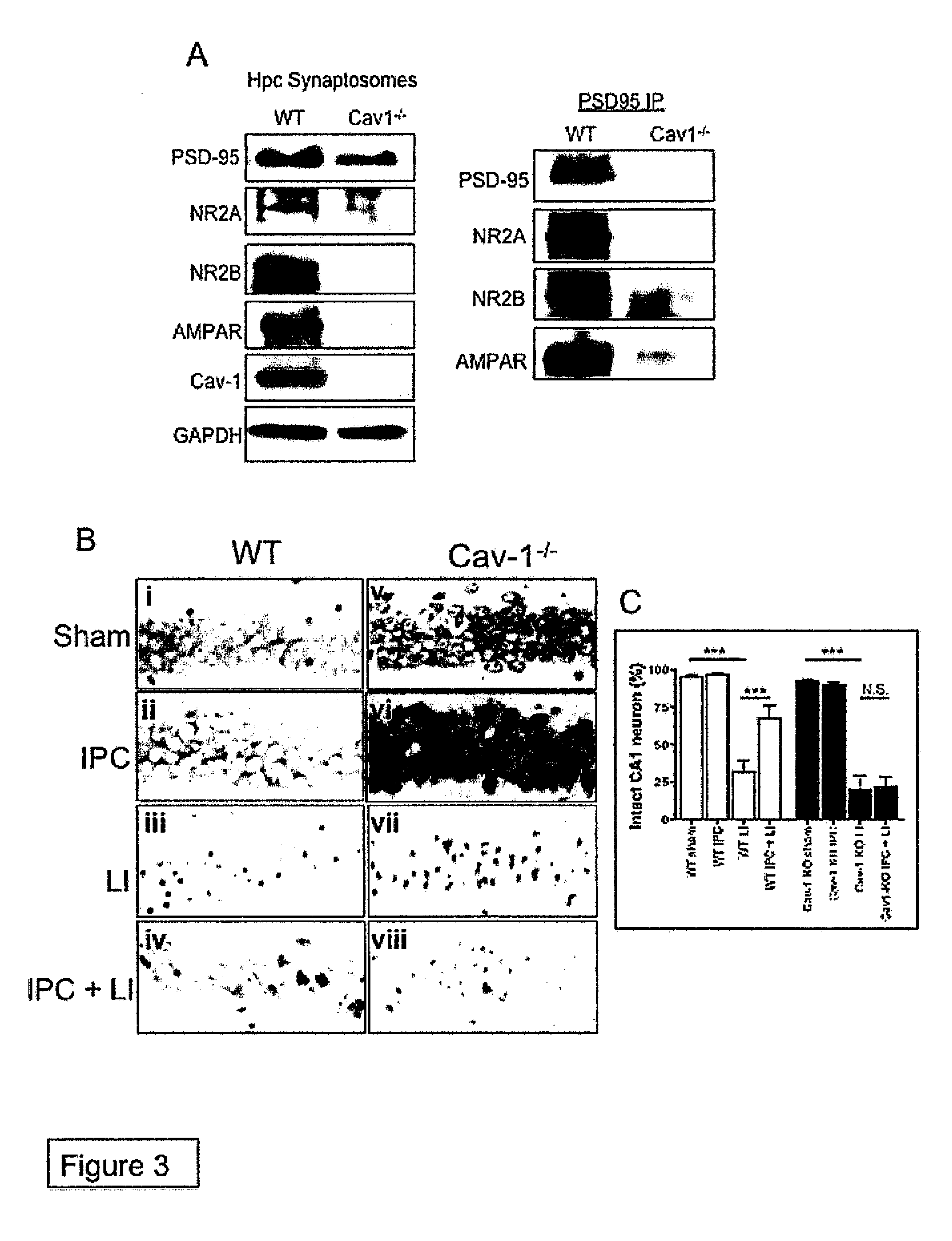 Neuronal specific targeting of caveolin expression to restore synaptic signaling and improve cognitive function in the neurodegenerative brain and motor function in spinal cord