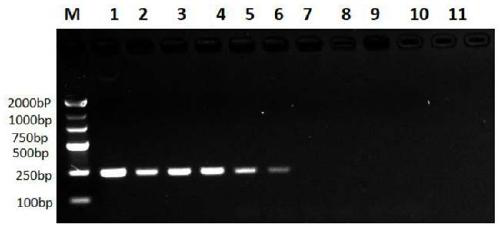 Method for detecting Fusobacterium nucleatum by using PCR-ELISA